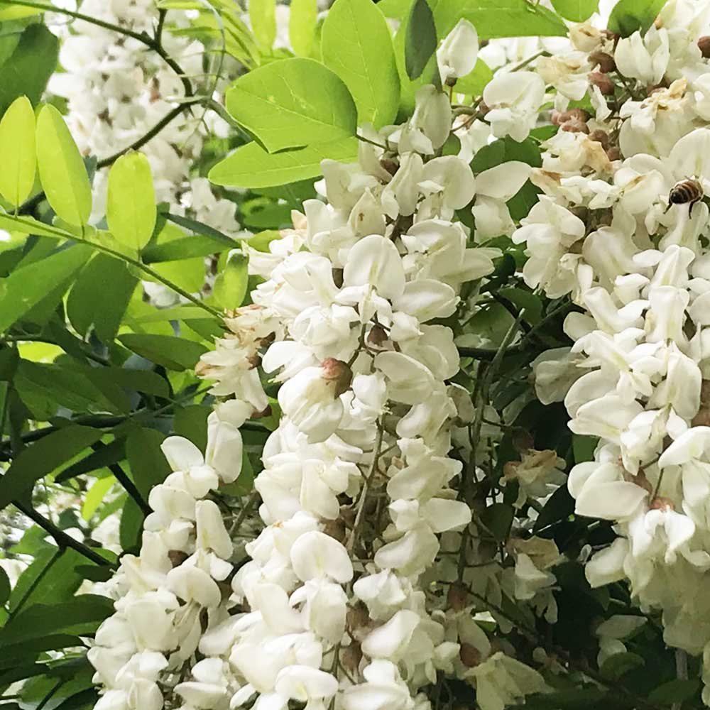 アカシヤ 種田養蜂場