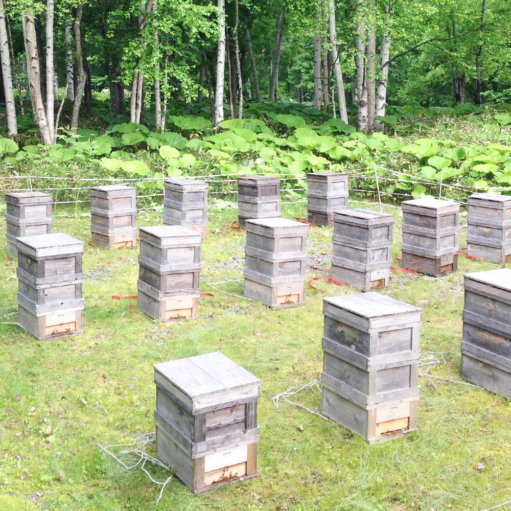 大雪山蜂蜜 種田養蜂場