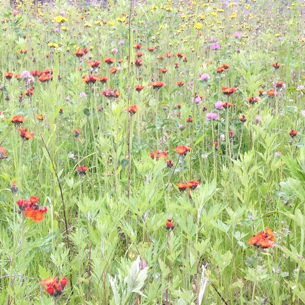 百花蜂蜜 種田養蜂場