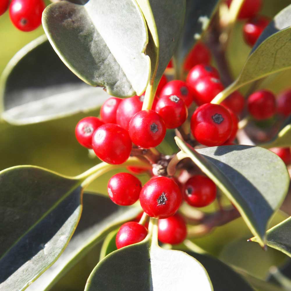 くろがねもち 種田養蜂場