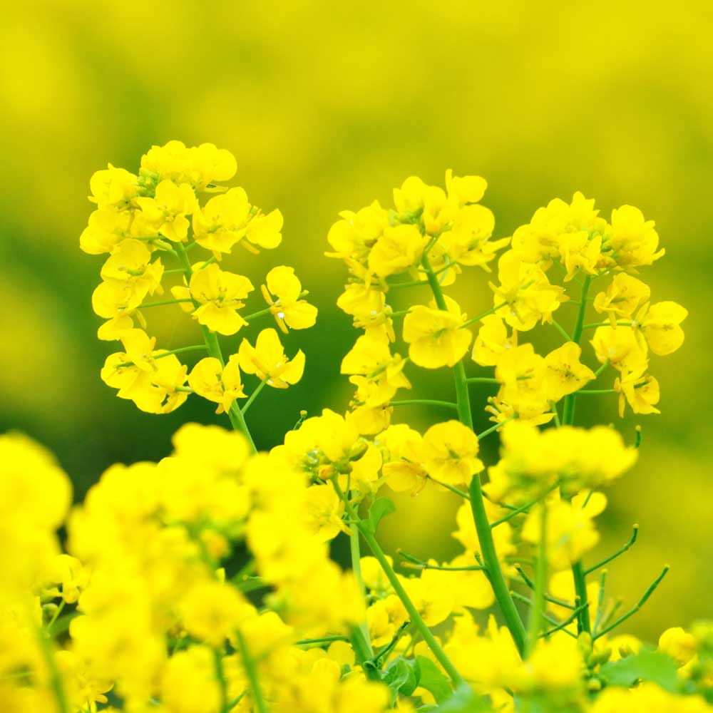 菜の花 種田養蜂場