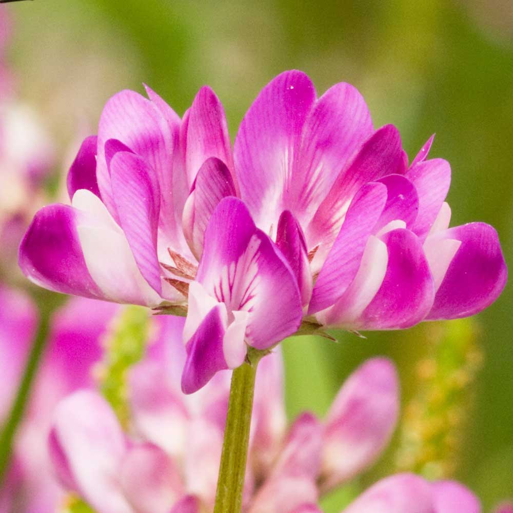 れんげ 種田養蜂場