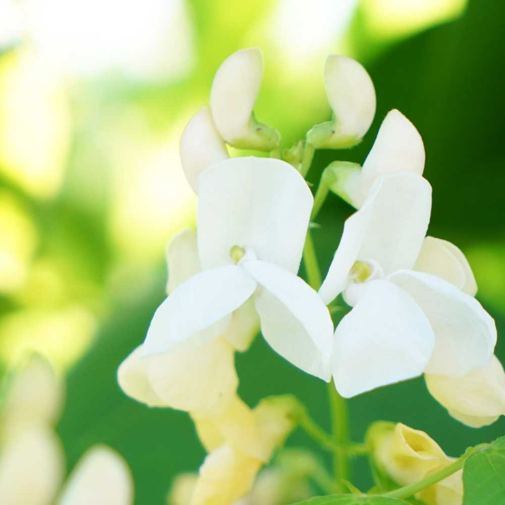 白花豆 種田養蜂場