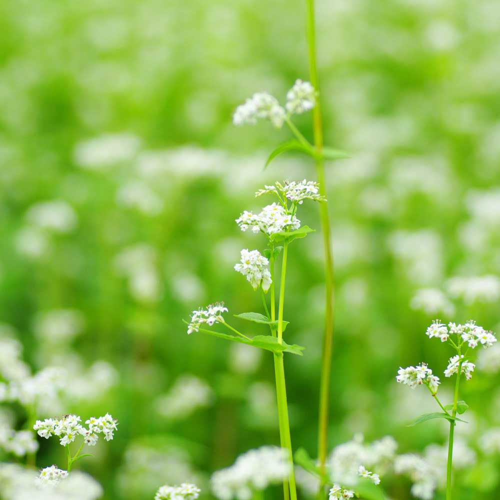 そばの花 種田養蜂場
