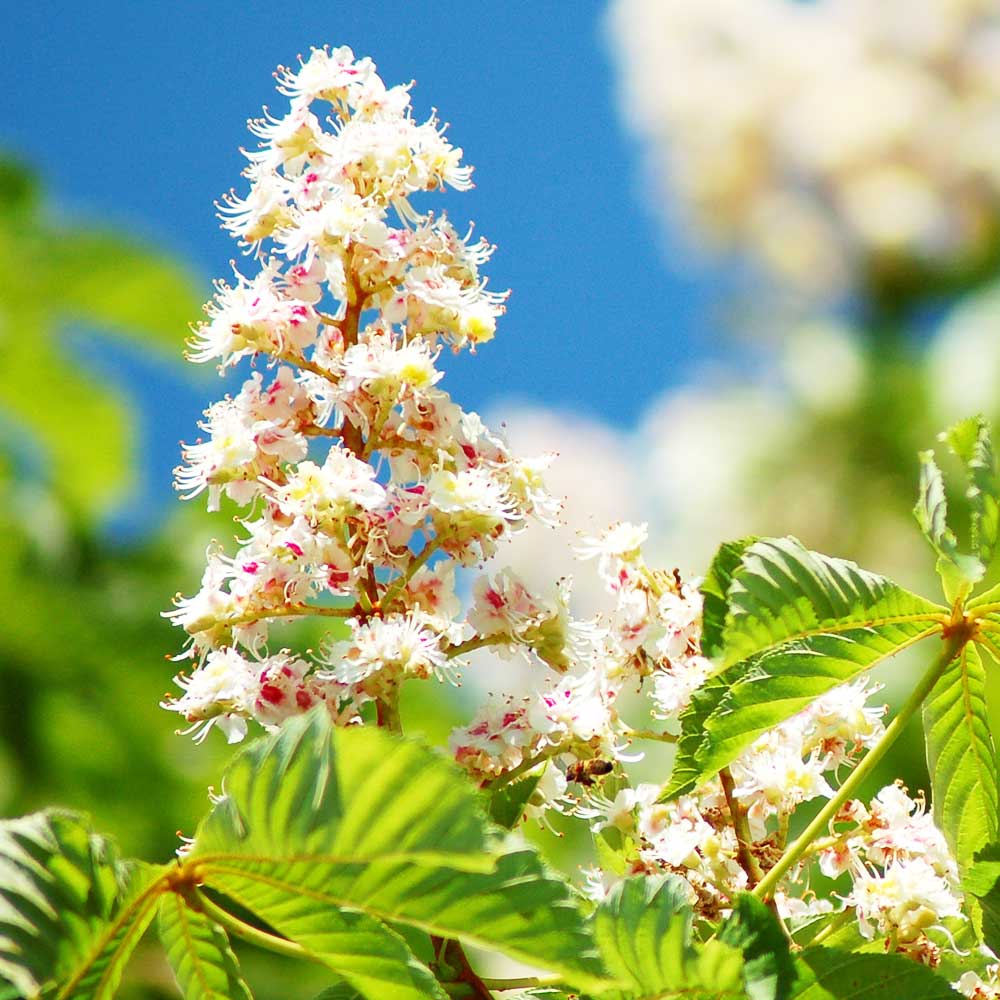 とち 種田養蜂場